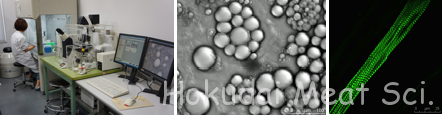 左、中央）脂肪細胞の培養と微分干渉像．右）eGFP-ミオシン発現筋管の蛍光像．