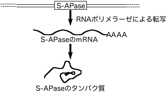 作物栄養学実験