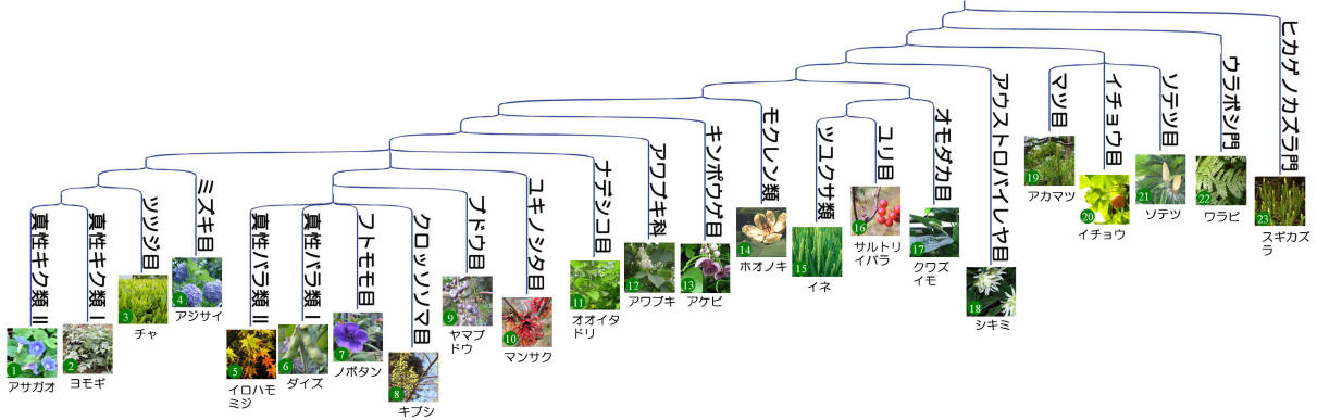 元素の一斉分析 イオノミクス を利用した研究