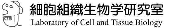 細胞組織生物学研究室（Cell & Tissue Biology Lab.）