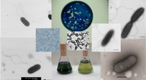 Molecular-Environmental-Microbiology