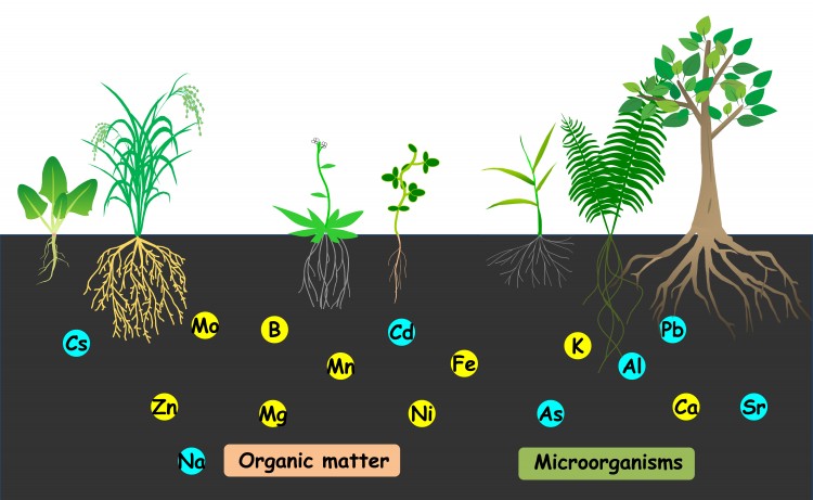 Plant Nutrition The Global Education Program For AgriScience Frontiers