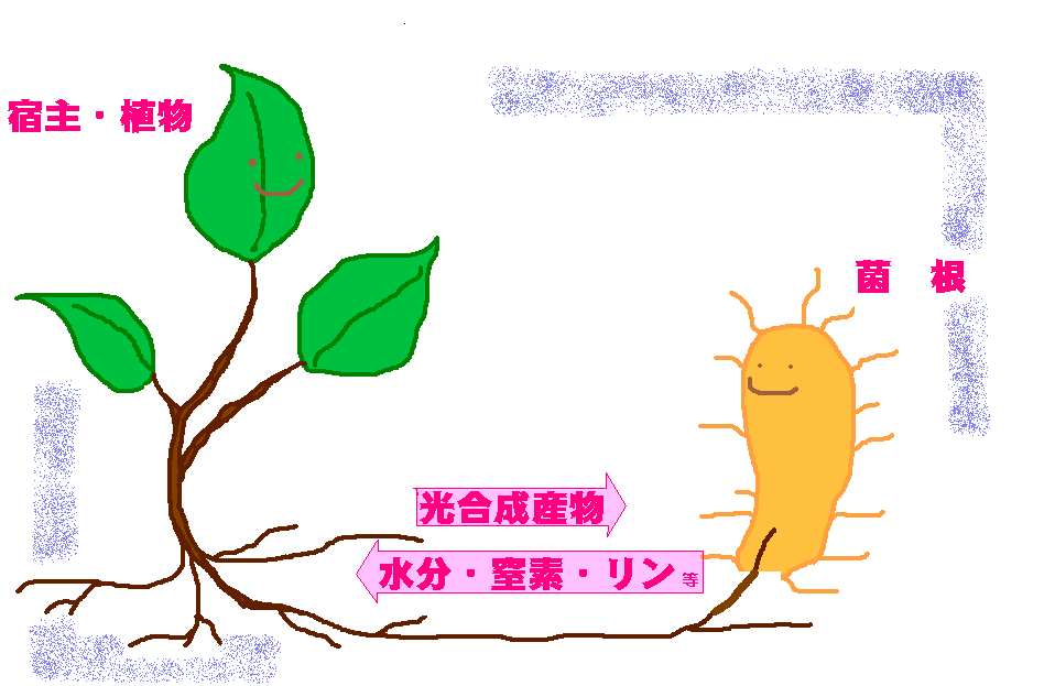 フィールド 実験室 菌根菌