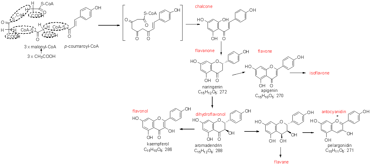 biosynthesis of flavonoides
